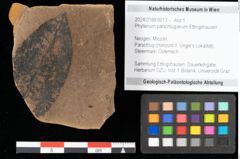 Foto (Objekt + Etikett) von Phyllerium parschlugianum Ettingshausen (NHMW-GEO-2024-0188-0013)